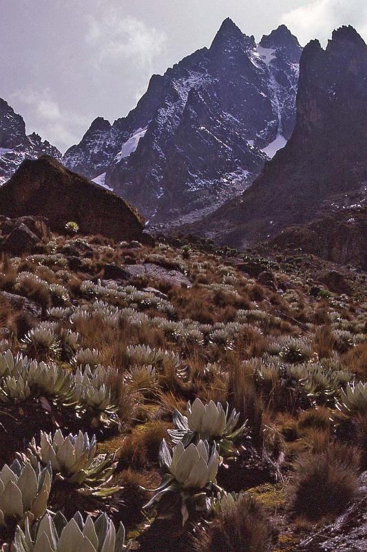 WT 1400 221-13 Kenya.jpg